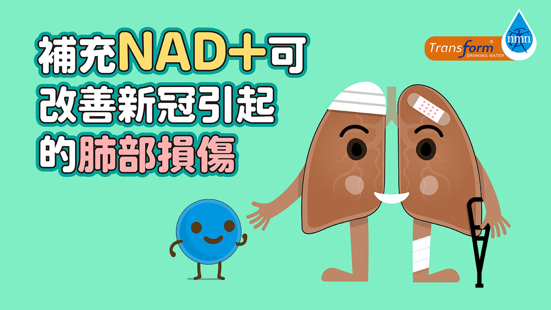 補充NAD+可改善新冠引起的肺部損傷
