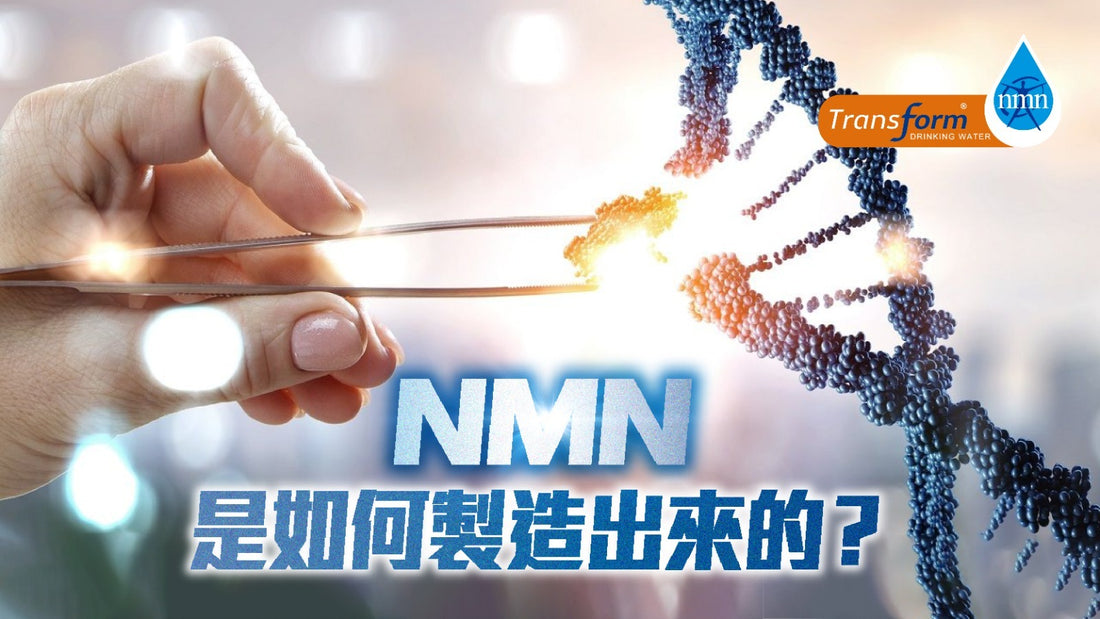 NMN是如何製造出來的？